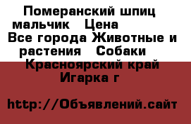 Померанский шпиц, мальчик › Цена ­ 35 000 - Все города Животные и растения » Собаки   . Красноярский край,Игарка г.